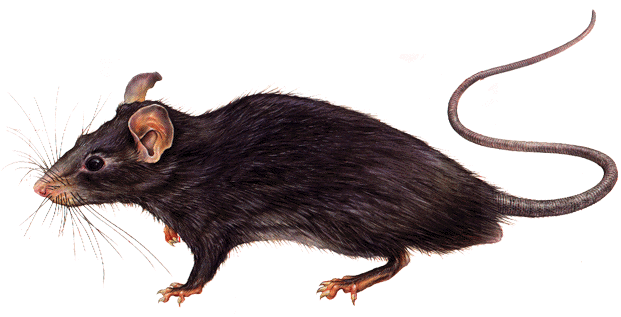 Potkan ierny - Rattus rattus