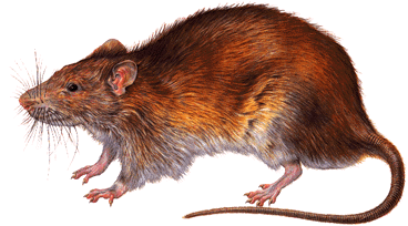 Potkan hned - Rattus norvegicus