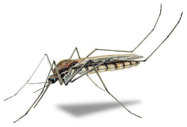 Komár dotieravý - Culex molestus