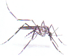 Komár útočný - Aedes vexans