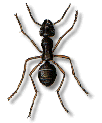 Mravec obyčajný - Lasius niger