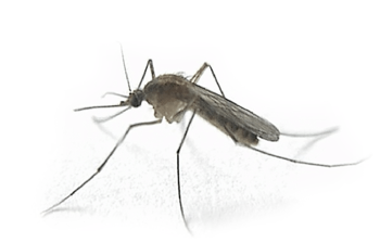 Komár jarný - Aedes communis 1